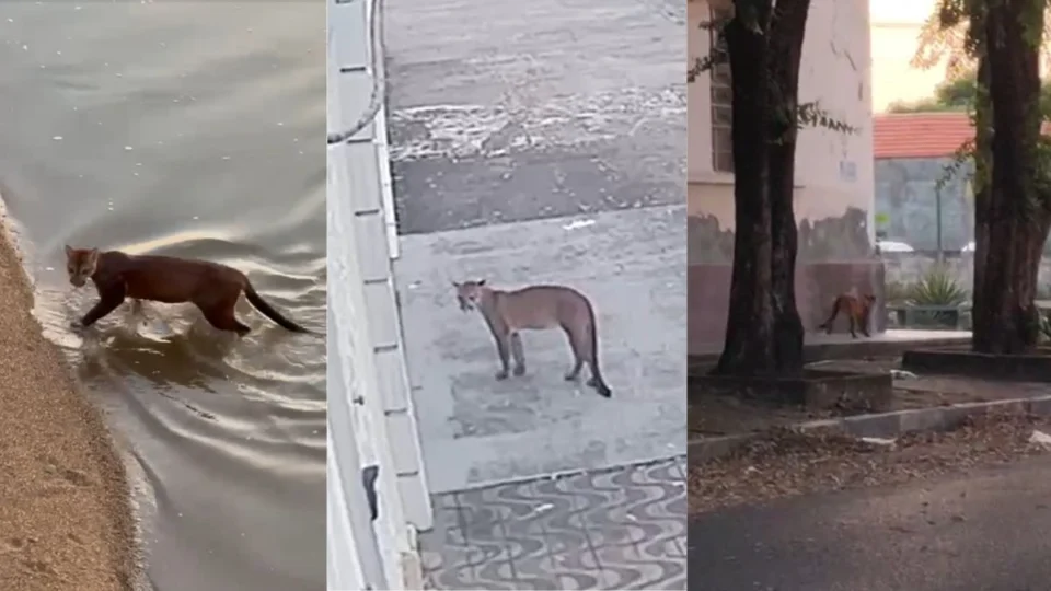 VÍDEO: Onça-parda circula pelo Centro de Boa Vista