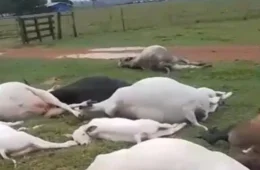 VÍDEO: Descarga elétrica provoca morte de vacas e bezerros em fazenda de Rondônia