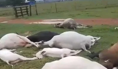 VÍDEO: Descarga elétrica provoca morte de vacas e bezerros em fazenda de Rondônia