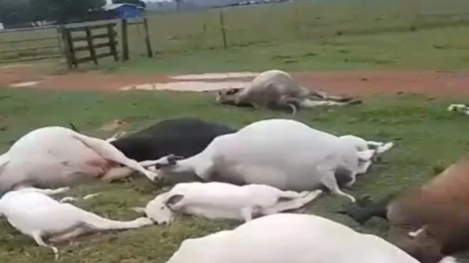 VÍDEO: Descarga elétrica provoca morte de vacas e bezerros em fazenda de Rondônia