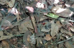 Ossada é encontrada por moradores em área rural de Novo Horizonte D’Oeste