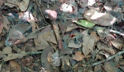 Ossada é encontrada por moradores em área rural de Novo Horizonte D’Oeste