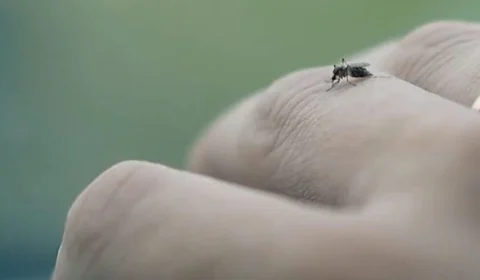 VÍDEO: Fiocruz Rondônia inicia nova etapa do projeto Pró-Amazônia Malária em Porto Velho