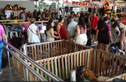 VÍDEO: Evento de Halloween reúne mais de 300 animais fantasiados em Porto Velho