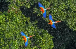 Acre será beneficiado com recursos em programa para recuperar áreas degradadas em assentamentos rurais