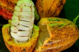 Produtores de Rondônia estão entre os finalistas do Concurso Nacional de Cacau Especial