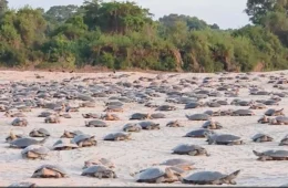 VÍDEO: Mais de mil tartarugas sobem às praias do rio Guaporé para iniciar desova anual