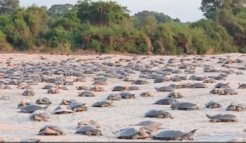 VÍDEO: Mais de mil tartarugas sobem às praias do rio Guaporé para iniciar desova anual