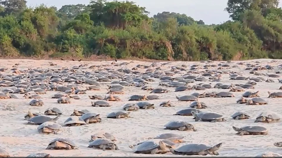 VÍDEO: Mais de mil tartarugas sobem às praias do rio Guaporé para iniciar desova anual