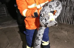 Bombeiros resgatam jiboia de quase 2 metros em quintal de residência no interior do Acre