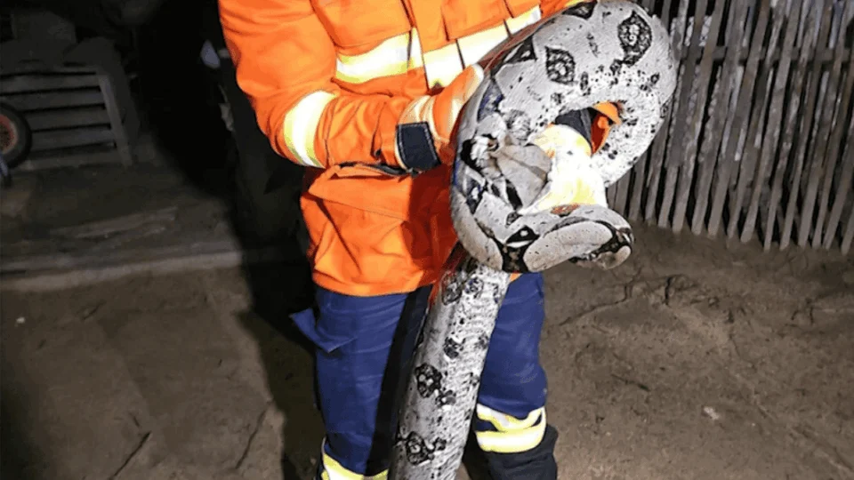 Bombeiros resgatam jiboia de quase 2 metros em quintal de residência no interior do Acre
