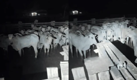 Ação da PM recupera 150 bois roubados e prende suspeitos no interior do Acre