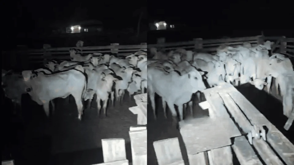 Ação da PM recupera 150 bois roubados e prende suspeitos no interior do Acre