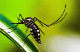 Acre enfrenta alta da dengue em 2025, com mais de 7,5 mil casos e cinco óbitos