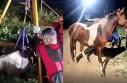 VÍDEO: cavalo fica preso em fosse de construção em Parintins e é resgatado por bombeiros