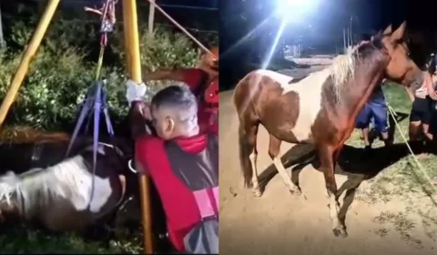 VÍDEO: cavalo fica preso em fosse de construção em Parintins e é resgatado por bombeiros