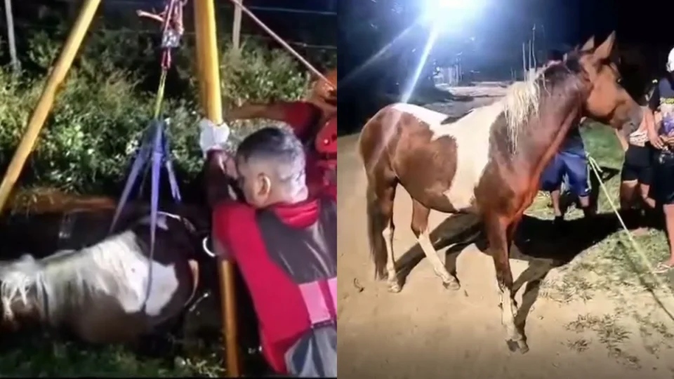 VÍDEO: cavalo fica preso em fosse de construção em Parintins e é resgatado por bombeiros
