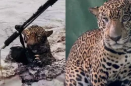 Onça resgatada no Rio Negro se recupera e voltará à natureza após reabilitação