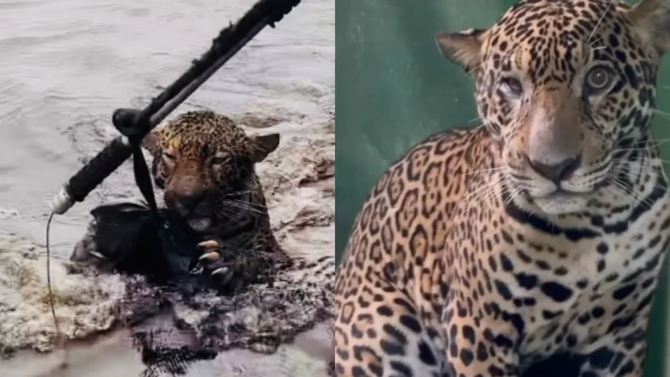 Onça resgatada no Rio Negro se recupera e voltará à natureza após reabilitação