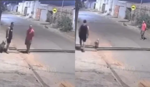 VÍDEO: dupla solta pitbull para atacar gatos no Pará; polícia investiga crime de maus-tratos