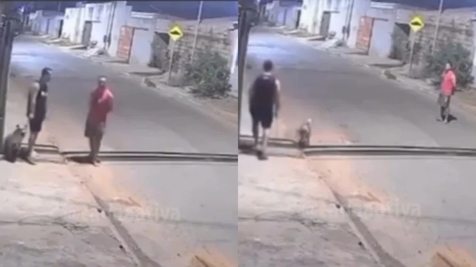 VÍDEO: dupla solta pitbull para atacar gatos no Pará; polícia investiga crime de maus-tratos