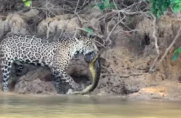 VÍDEO: Onça-pintada é flagrada devorando sucuri