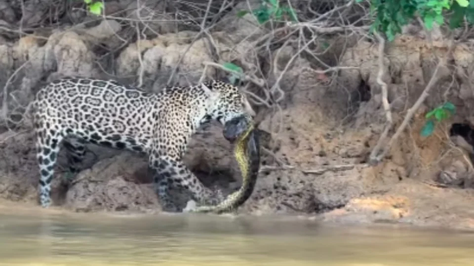 VÍDEO: Onça-pintada é flagrada devorando sucuri