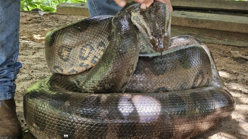 VÍDEO: Sucuri de quatro metros é resgatada no bairro Três Marias em Porto Velho