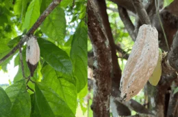 Seminário discute estratégias de combate à monilíase no Acre