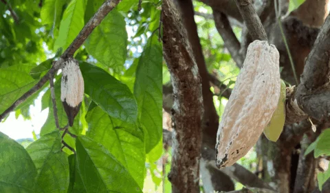 Seminário discute estratégias de combate à monilíase no Acre