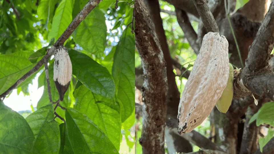 Seminário discute estratégias de combate à monilíase no Acre