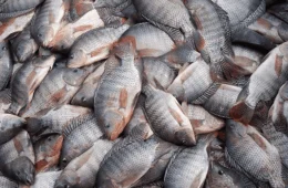 Agronegócio critica proposta que classifica tilápia e outras espécies como invasoras