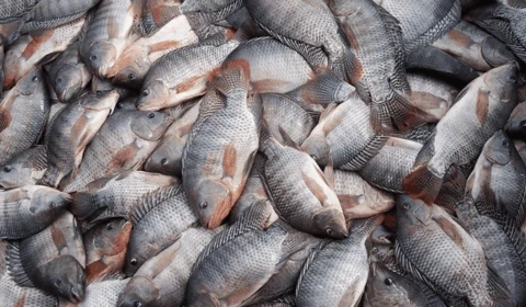 Agronegócio critica proposta que classifica tilápia e outras espécies como invasoras