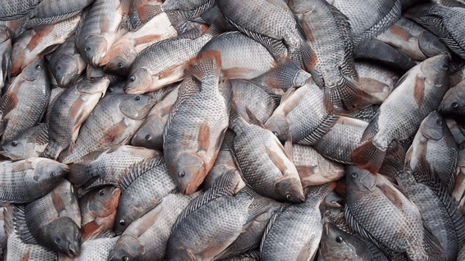 Agronegócio critica proposta que classifica tilápia e outras espécies como invasoras