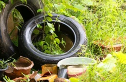 VÍDEO: Centro de Zoonoses intensifica combate ao Aedes aegypti com início do período chuvoso em Porto Velho