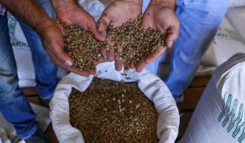 Produção de café no Acre quase dobra em um ano e consolida avanço da agricultura familiar