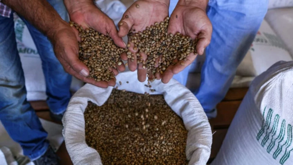Produção de café no Acre quase dobra em um ano e consolida avanço da agricultura familiar