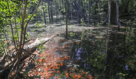 Pesquisadores encontram primeiras evidências de dinossauros na Amazônia