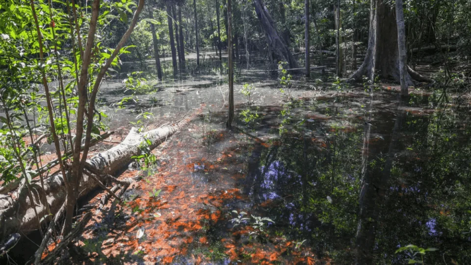 Pesquisadores encontram primeiras evidências de dinossauros na Amazônia