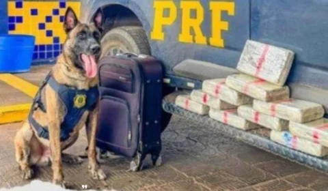 PRF apreende mais de 13 kg de drogas; skunk saiu de Vilhena com destino a Rondonópolis