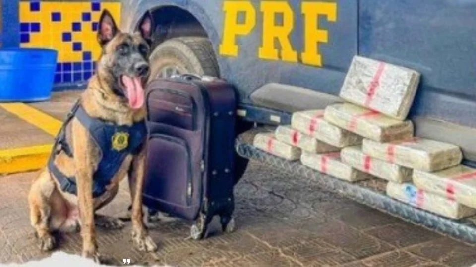 PRF apreende mais de 13 kg de drogas; skunk saiu de Vilhena com destino a Rondonópolis