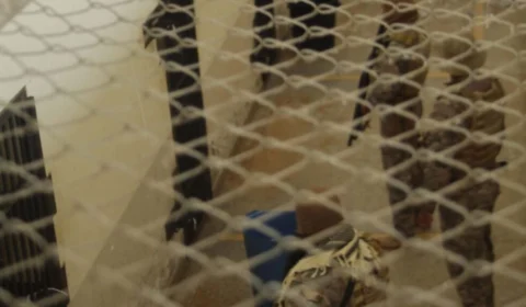 Ação integrada reforça segurança em unidades prisionais do Acre durante Operação Mute