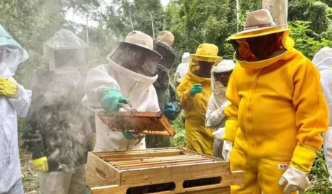 Acre impulsiona cadeia do mel e encerra 2025 com produção de 12 toneladas