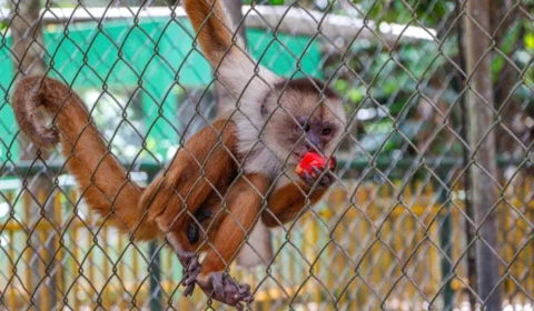 Projeto em Rio Branco busca melhorar qualidade de vida de primatas do Parque Chico Mendes