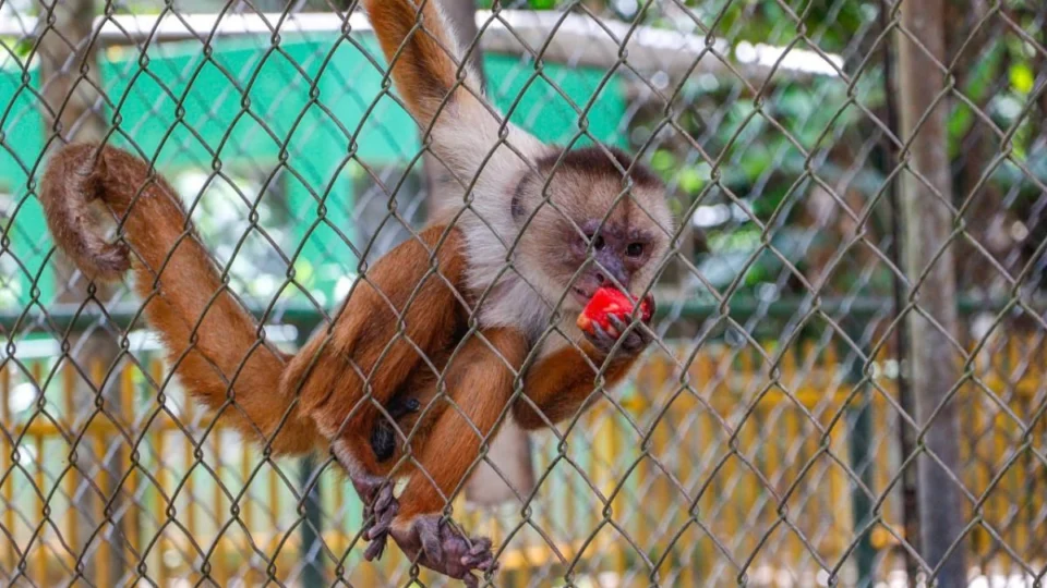 Projeto em Rio Branco busca melhorar qualidade de vida de primatas do Parque Chico Mendes