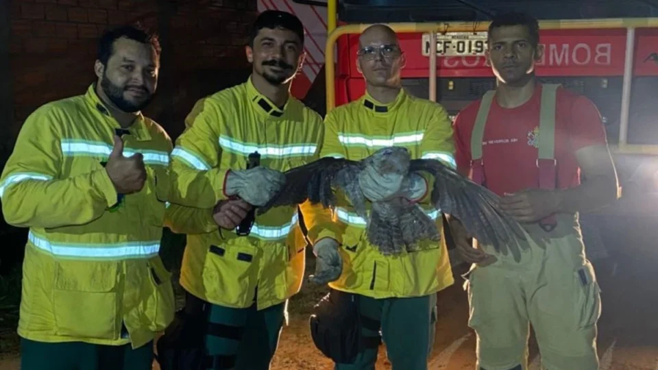 VÍDEO: Urutau é encontrado ferido e resgatado pelo Corpo de Bombeiros em Ji-Paraná (RO)