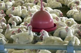 China reabre mercado para carne de frango brasileira após meses de embargo sanitário