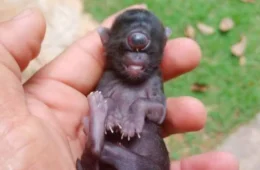 ‘Gato ciclope’: caso raro de animal com um olho só é registrado em Rondônia