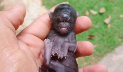 ‘Gato ciclope’: caso raro de animal com um olho só é registrado em Rondônia