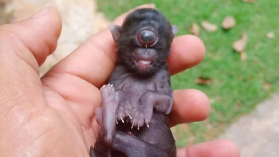 ‘Gato ciclope’: caso raro de animal com um olho só é registrado em Rondônia